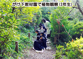 日本女子大学附属豊明小学校がけ下教材園で植物観察3年生